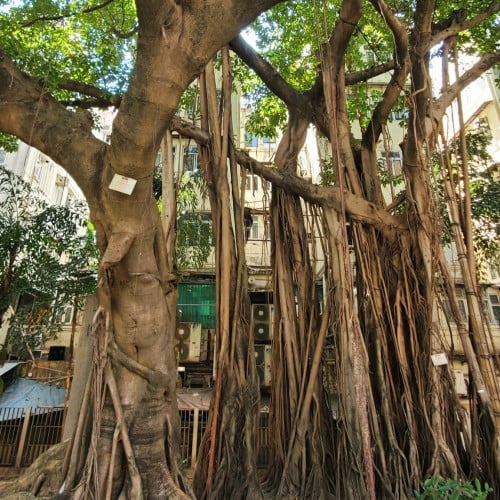 جملة 3000 بذرة من شجرة فايكس التسيما الطويلة