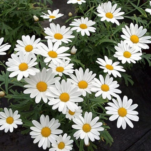 جملة 500 بذرة من زهرة مارجريت . أقحوان الكناري - A...