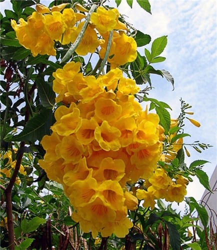 جملة 500 بذرة من شجرة تيكوما ستانس