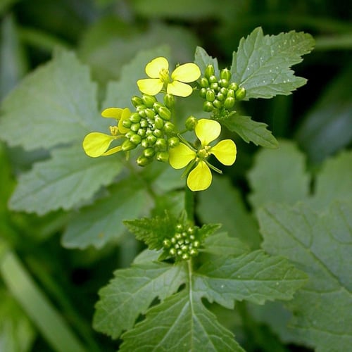 بذور الخردل البلدي