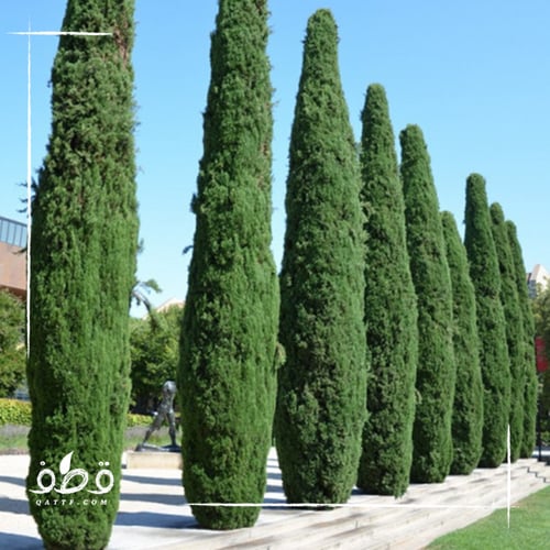 بذور شجرة السرو الافريقي