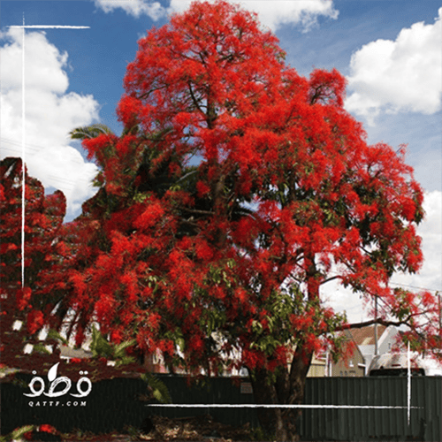 بذور استركوليا لوريدا