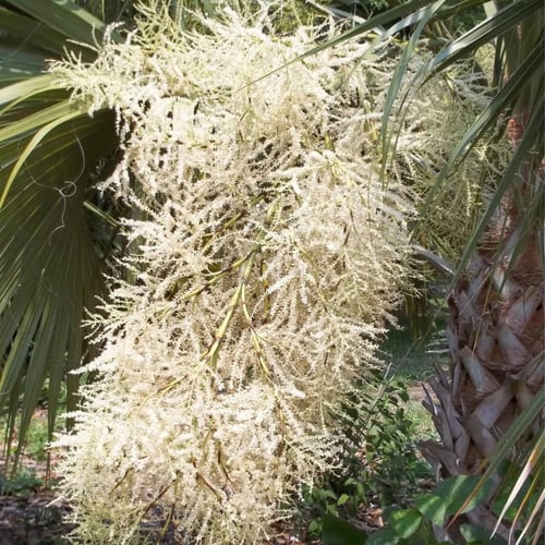 بذور نخيل سابال ذيل الطاؤوس