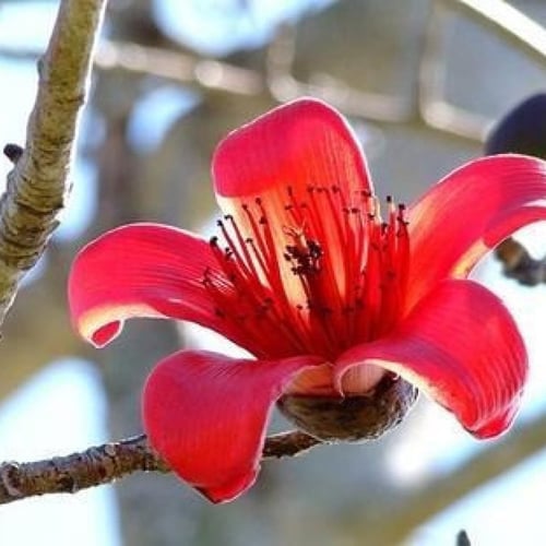 بذور شجرة بومباكس