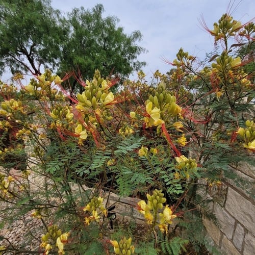 جملة 300 بذرة من بذور شجرة الطاووس سلسبينيا الصفرا...