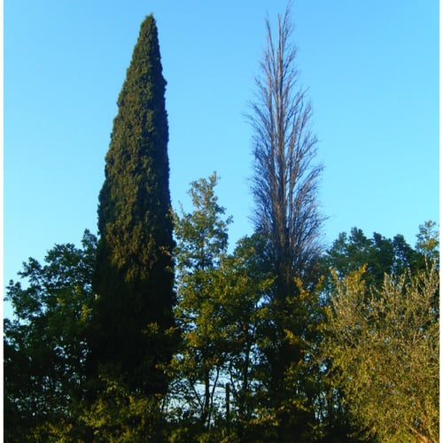 بذور شجرة السرو الايطالي العملاق