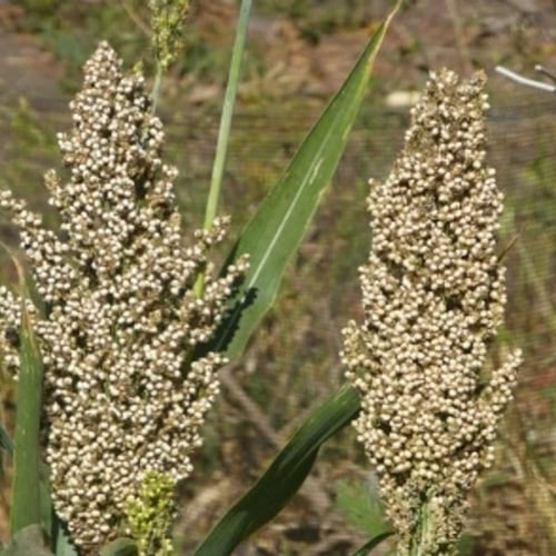 بذور الذرة البيضاء