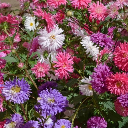 بذور زهور استر العملاق ملون