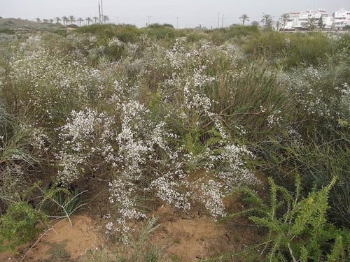 بذور شجيرة الرتم