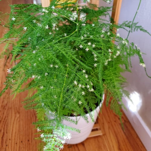 بذور شجيرة اسبرجوس