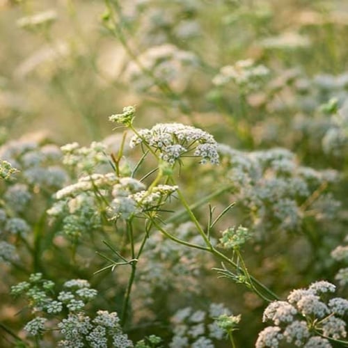 بذور الكمون البلدي