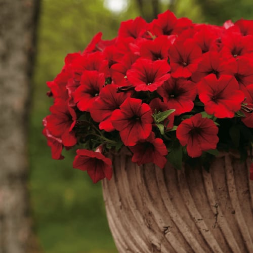 بذور زهرة بيتونيا الحمراء