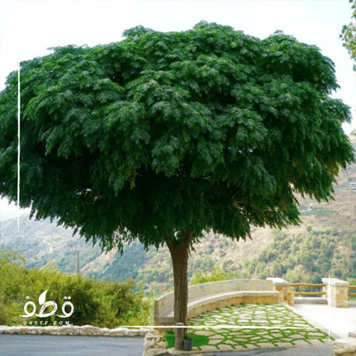 بذور شجرة النيم