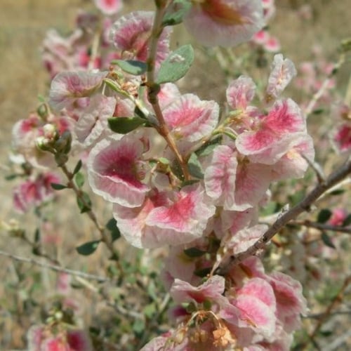 بذور شجرة السيداف البري