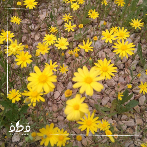 جملة 1000 بذرة الجرجار أو النوير