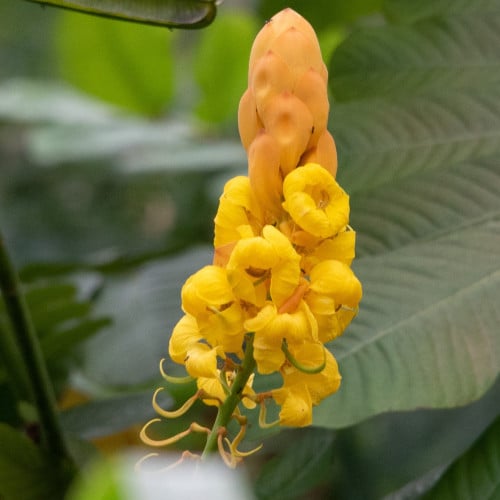 بذور كاسيا الاتا شمعدان