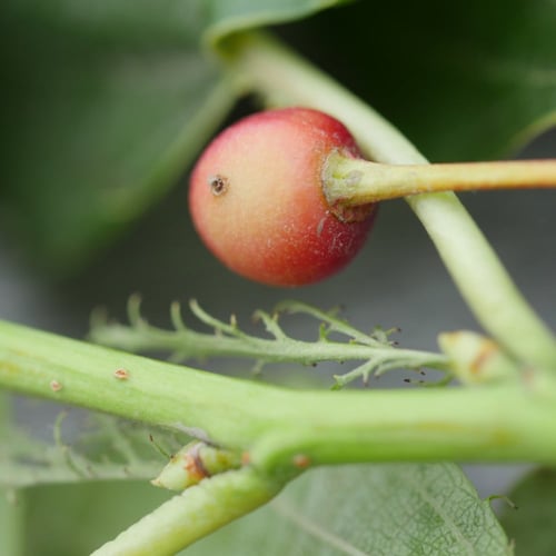 بذور شجرة ساكورا الكرز الياباني المزهر