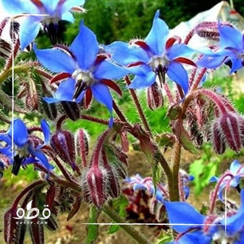 بذور خبز النحل العاسلة