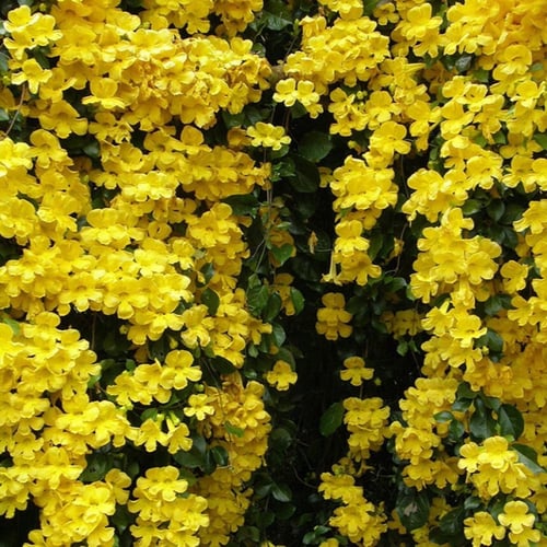 بذور متسلقة مخلب القط