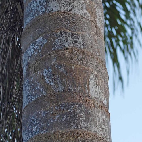 بذور نخيل الكوكس الباسقة