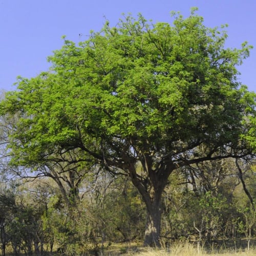 بذور شجرة المشطورة أبو النجف