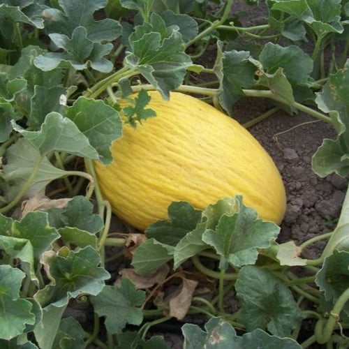 بذور شمام الكناري