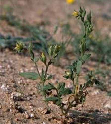 جملة 5000 بذرة من الارقة أو الجريد أو الارجة او ال...