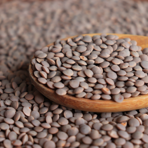 بذور شجرة العدس البني