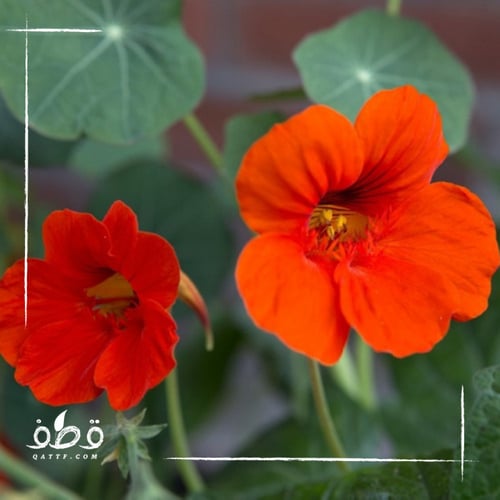 بذور زهرة كابوسين ابو خنجر