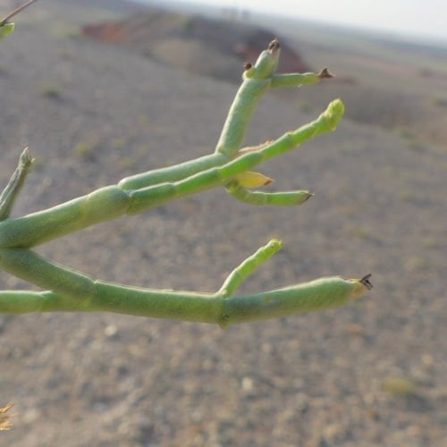 بذور شجرة الغضا