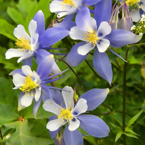 بذور زهرة السماء الزرقاء