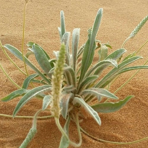 جملة 10000 بذرة من عشبة الربلة البرية الرعوية