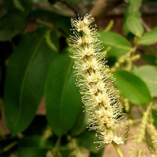 بذور شجرة ترميناليا أرجونا