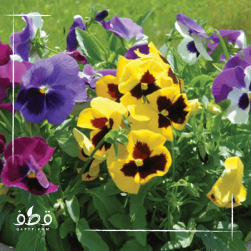 بذور زهرة بانسي الملونة