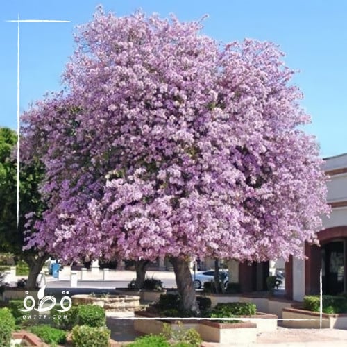 جملة 200 بذرة من شجرة بوهينيا خف الجمل