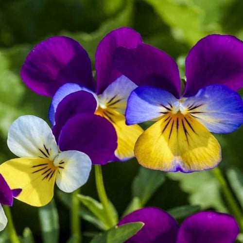 جملة 500 بذرة من زهرة بانسي ملونة