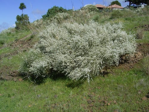 بذور شجيرة الرتم