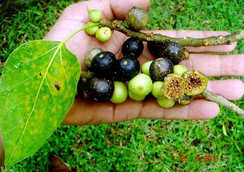 جملة 10 ألاف بذرة من فيكس لسان العصفور