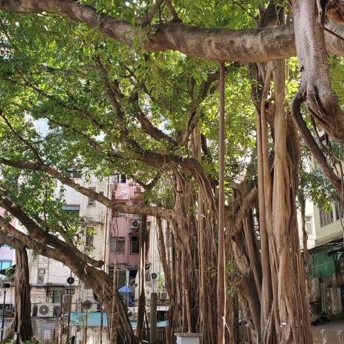 بذور فايكس التسيما الطويلة