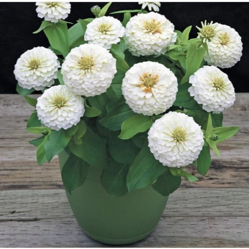 بذور زهرة الزينيا البيضاء