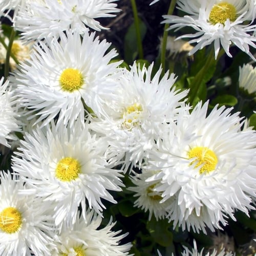 بذور اقحوان شاستا المجنون