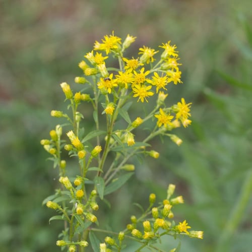 بذور عصا الذهب القضبان الذهبية