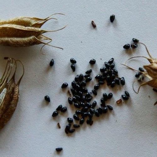 بذور زهرة السماء الزرقاء