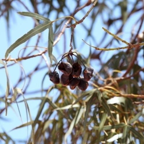 بذور شجرة استركوليا . رجل البطة