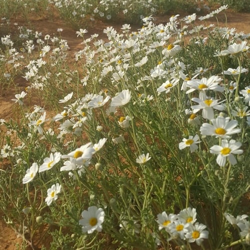 بذور الاقحوان البري قحويان النفود