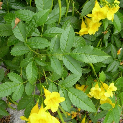 بذور شجرة تيكوما . ستانس