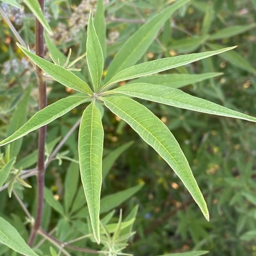 بذور شجرة كف مريم