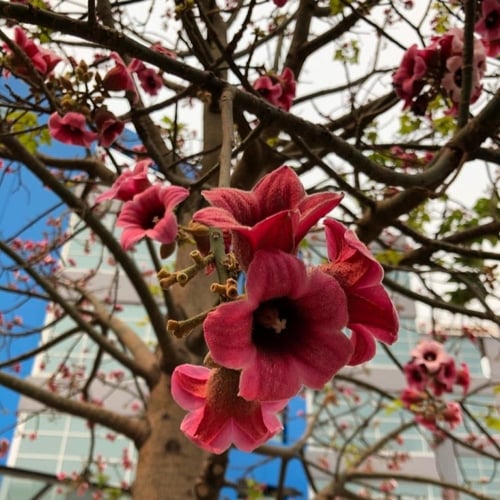 بذور استركوليا لوريدا