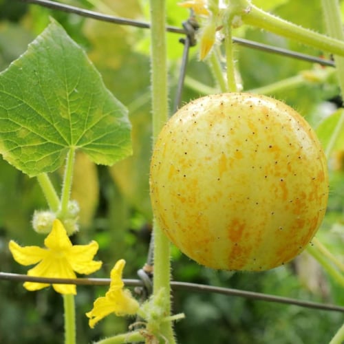 ‏بذور خيار الليمون