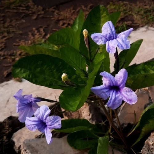 بذور زهرة بيتونيا الصحراء رويليا